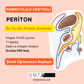 PERİTON
