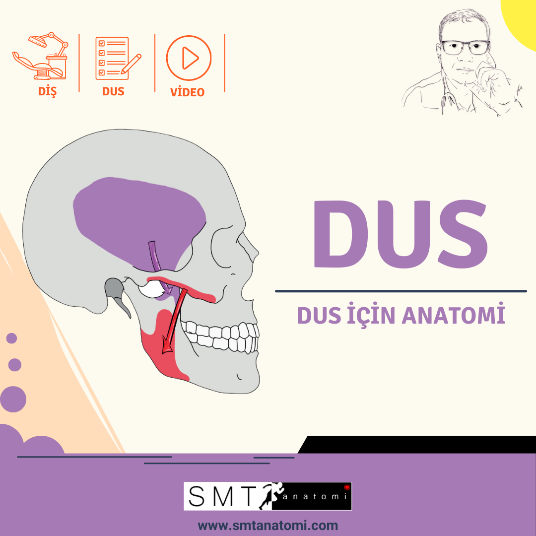 DUS için Anatomi