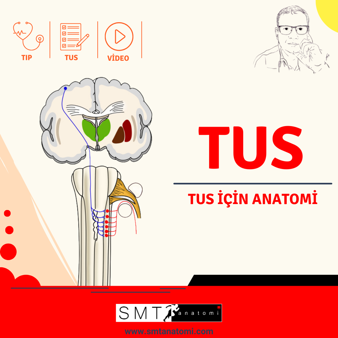 TUS için Anatomi