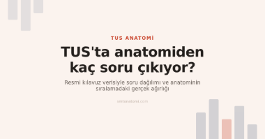 TUS Anatomi Soru Dağılımı: Kaç Soru Çıkıyor, Neye Çalışmalı?