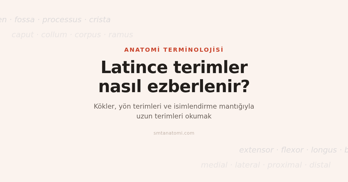 Anatomide Latince Terimler Nasıl Ezberlenir?