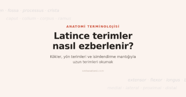 Anatomide Latince Terimler Nasıl Ezberlenir?