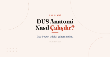 DUS Anatomi Nasıl Çalışılır? Baş-Boyun Odaklı Çalışma Planı