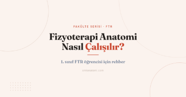 Fizyoterapi Anatomi Nasıl Çalışılır? 1. Sınıf FTR Öğrencisi İçin Rehber
