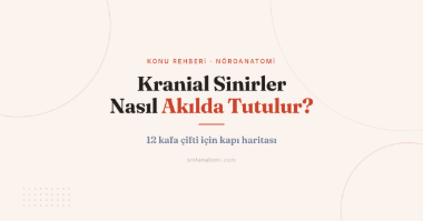 Kranial Sinirler Nasıl Akılda Tutulur? 12 Kafa Çifti İçin Kapı Haritası