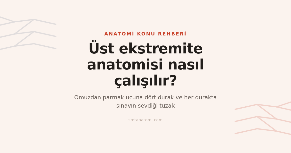 Üst Ekstremite Anatomisi Nasıl Çalışılır? Omuzdan Parmağa Dört Durak