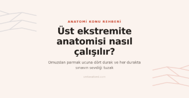 Üst Ekstremite Anatomisi Nasıl Çalışılır? Omuzdan Parmağa Dört Durak