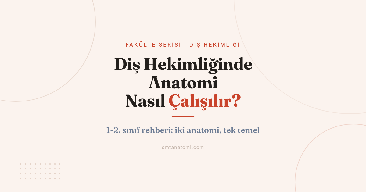 Diş Hekimliğinde Anatomi Nasıl Çalışılır? 1. ve 2. Sınıf İçin İki Anatomi Rehberi