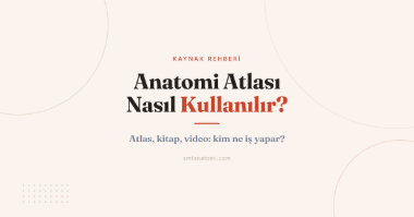 Anatomi Atlası Nasıl Kullanılır? Netter mi Sobotta mı ve Atlas-Kitap-Video İş Bölümü