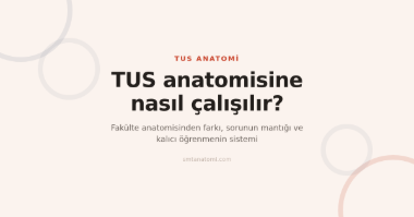 TUS Anatomi Nasıl Çalışılır? Sınavı Tanıyarak Kurulan Sistem