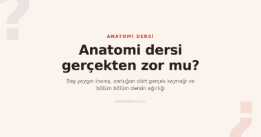Anatomi Dersi Zor mu? Beş Yaygın İnanış ve Zorluğun Dört Gerçek Kaynağı