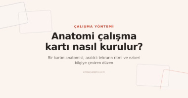 Anatomi Çalışma Kartları Nasıl Kurulur? Aralıklı Tekrarla Kalıcı Öğrenme