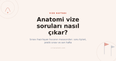 Anatomi Vize Soruları Nasıl Çıkar? Sınavı Hazırlayan Hocanın Gözüyle Soru Tipleri ve Son Hafta