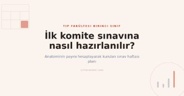 İlk Komite Sınavına Nasıl Hazırlanılır? Anatominin Payını Hesaplayarak Kurulan Plan