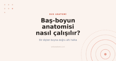 Baş-Boyun Anatomisi Nasıl Çalışılır? Bir Dişten Boyna Altı Halka