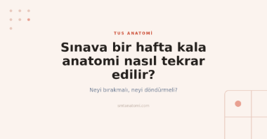 TUS'a Son Bir Hafta Kala Anatomi Nasıl Tekrar Edilir? Bırak, Tut, Döndür