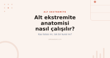 Alt Ekstremite Anatomisi Nasıl Çalışılır? Bir Kompartman, Bir Sinir Kuralı