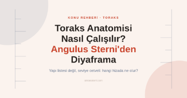 Toraks Anatomisi Nasıl Çalışılır? Angulus Sterni'den Diyaframa Yedi Seviye