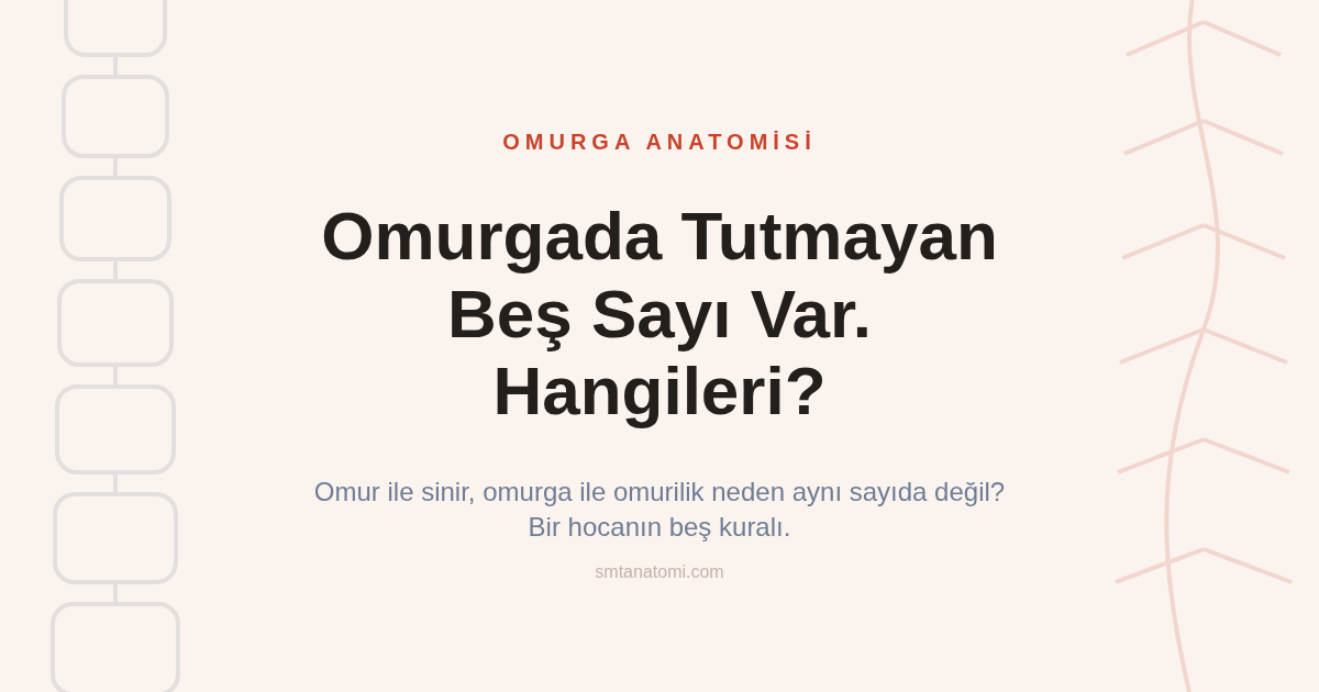 Omurga Anatomisi Nasıl Çalışılır? Omurgada Tutmayan Beş Sayı