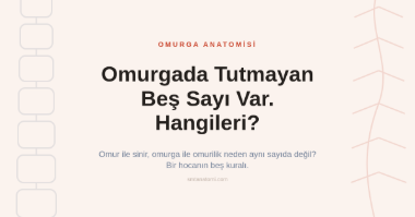 Omurga Anatomisi Nasıl Çalışılır? Omurgada Tutmayan Beş Sayı