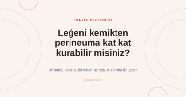 Pelvis Anatomisi Nasıl Çalışılır? Kemik Halkadan Perineuma Kat Kat