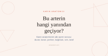 Karın Anatomisi Nasıl Çalışılır? İkisinden Hangisi: Altı Ayrım Sorusu