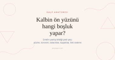 Kalp Anatomisi Nasıl Çalışılır? Sınıfın Yanlış Bildiği Yedi Şey