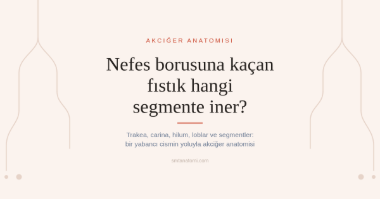 Akciğer Anatomisi Nasıl Çalışılır? Bir Fıstığın Trakeadan Segmente Yolculuğu