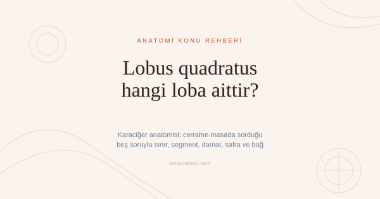 Karaciğer Anatomisi Nasıl Çalışılır? Cerrahın Masada Sorduğu Beş Soru