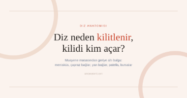 Diz Anatomisi Nasıl Çalışılır? Muayene Masasından Geriye Altı Bulgu