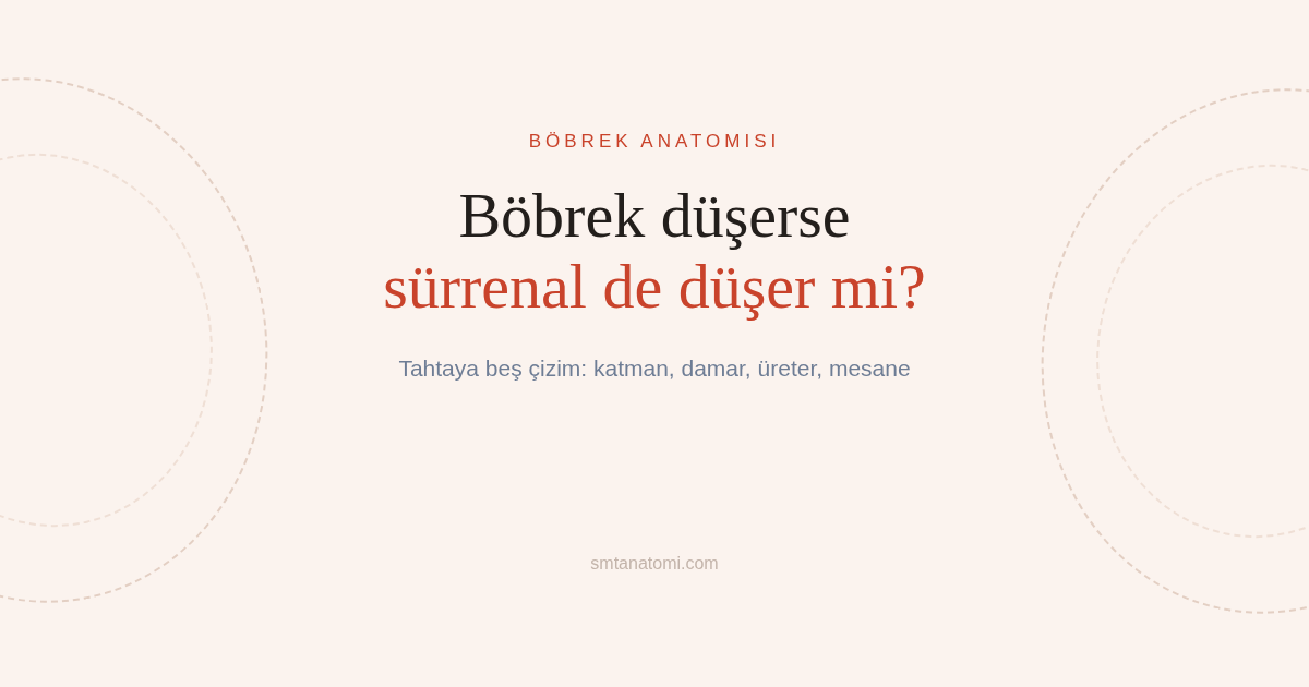 Böbrek Anatomisi Nasıl Çalışılır? Tahtaya Beş Çizim