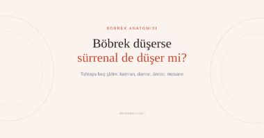 Böbrek Anatomisi Nasıl Çalışılır? Tahtaya Beş Çizim