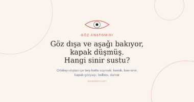 Göz Anatomisi Nasıl Çalışılır? Orbitayı Dıştan İçe Beş Katta Soymak