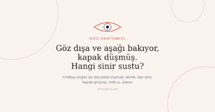 Göz Anatomisi Nasıl Çalışılır? Orbitayı Dıştan İçe Beş Katta Soymak