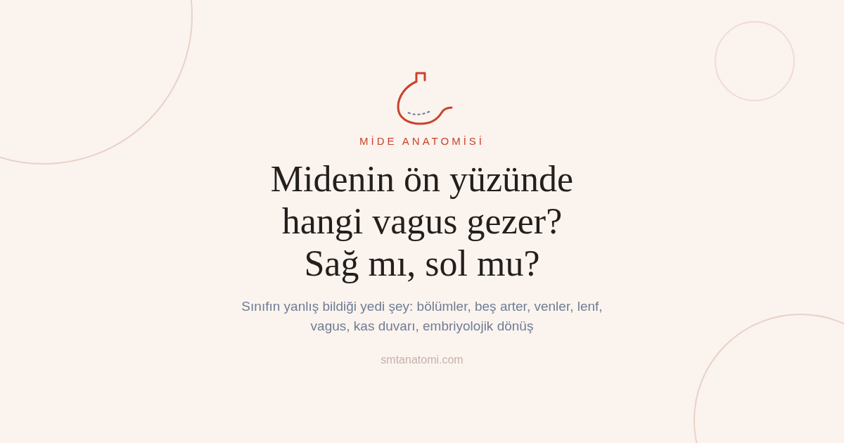 Mide Anatomisi Nasıl Çalışılır? Sınıfın Yanlış Bildiği Yedi Şey