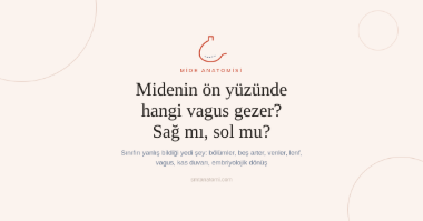 Mide Anatomisi Nasıl Çalışılır? Sınıfın Yanlış Bildiği Yedi Şey