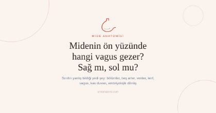 Mide Anatomisi Nasıl Çalışılır? Sınıfın Yanlış Bildiği Yedi Şey