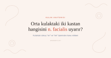 Kulak Anatomisi Nasıl Çalışılır? Kulaktaki Dokuz "En" ve "Tek"