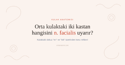 Kulak Anatomisi Nasıl Çalışılır? Kulaktaki Dokuz "En" ve "Tek"