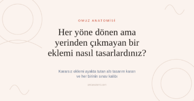 Omuz Anatomisi Nasıl Çalışılır? Kararsız Eklemi Ayakta Tutan Altı Tasarım Kararı