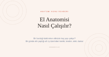 El Anatomisi Nasıl Çalışılır? Bir Günde Elin Yaptığı Altı İş