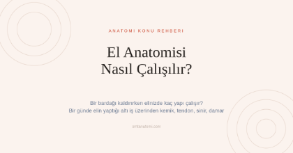 El Anatomisi Nasıl Çalışılır? Bir Günde Elin Yaptığı Altı İş