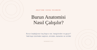 Burun Anatomisi Nasıl Çalışılır? Burun Boşluğunun Yedi Kapısı
