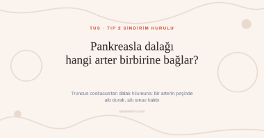 Pankreas ve Dalak Anatomisi Nasıl Çalışılır? A. Splenica'nın Peşinde Altı Durak
