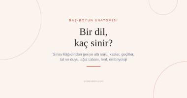 Dil Anatomisi Nasıl Çalışılır? Sınav Kâğıdından Geriye Altı Soru