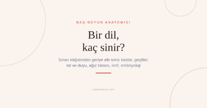 Dil Anatomisi Nasıl Çalışılır? Sınav Kâğıdından Geriye Altı Soru