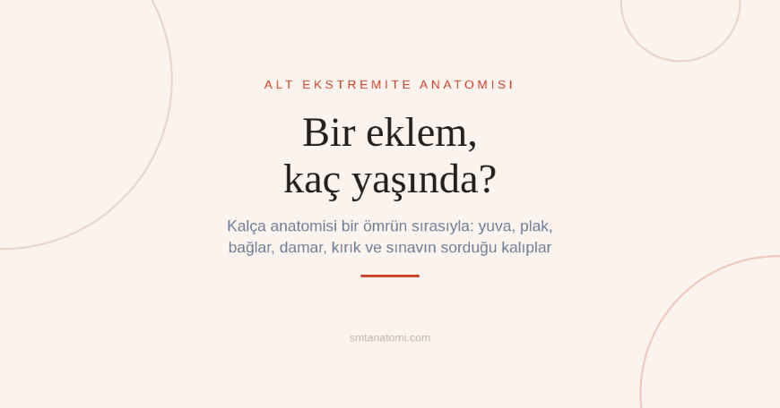 Kalça Anatomisi Nasıl Çalışılır? Bir Eklemin Ömrü Beş Yaşta